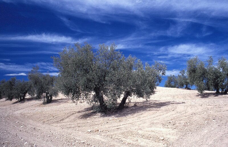 plantação de oliveiras